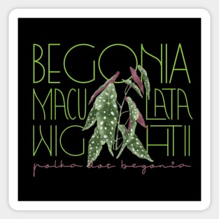 Polka Dot Begonia Maculata Plant Sticker